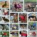 Buy Savlot Dog Jacket - Winter Vest for Pets | Padded Sleeveless Cotton Sweater - Red 5XL | Ideal for Skiing & Outdoor Protection - Buy Online on GoSupps.com