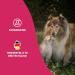 Petsly Flea Remedies for Cats & Dogs - 500ml Flea Spray | Natural Protection Against Fleas Ticks & Lice with Citronella & Geraniol - Buy Online on GoSupps.com