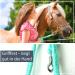Panic Hook Lead Rope for Horses, Ponies, Shetland Ponies, and Donkeys - Stylish Design, 1.60m Length (Light Blue) - Buy Online on GoSupps.com