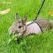 Niteangel Adjustable Soft Harness & Elastic Leash for Rabbits - Large Pink | Comfortable & Safe Pet Gear - Buy Online on GoSupps.com