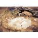 Rock Crystal Water Stones 300g | 100% Natural Raw Stones | Lebensquelle Plus - Enhance Your Wellness - Buy Online on GoSupps.com