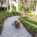 Chuckit! Ultra Ball - Durable Fetch Toy for Dogs | Best Prices Online - Buy Online on GoSupps.com