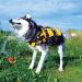 EzyDog Premium DFD - Adjustable Dog Life Jacket with Reflective Trim - Red Large - Buy Online on GoSupps.com