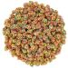 Nerds Gummy Cluster Rainbow Gummies 1lb - Bulk Resealable Bag - Delicious Rainbow Candy Pack of 1 - Buy Online on GoSupps.com