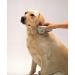 Electronic Flea Comb Zapper Epilady - Electric Flea Killer Safe for Cats Dogs Pets Animals Detects Controls Destroys Kills Fleas No Toxins or Chemicals Anti-Flea Comb Battery Operated EP40120UK - Buy Online on GoSupps.com
