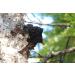 Premium Chaga Extract Drops 50ml - Alcohol-Free & Pure | International Shipping - Buy Online on GoSupps.com