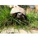 Linsor Turtle Soil - Natural Fertilizer-Free Substrate for Tortoises & Reptiles | 50 Liters - International Shipping Available - Buy Online on GoSupps.com