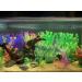 BEGONDIS Aquarium Decoration - 14pcs Artificial Green Aquatic Plants & Seaweed for Fish & Pets | Ships Internationally - Buy Online on GoSupps.com