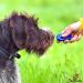 DogCatz Hybrid Dog Clicker and Whistle Training Train Your Pet Dogs and Cats in Obedience (Sky Blue) - Buy Online on GoSupps.com