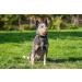 Buy Baskerville Anti-Poison Bait Muzzle for Dogs - Size 5 | Ideal for Small & Medium Dogs | Pant Drink & Bite Protection - International Shipping - Buy Online on GoSupps.com