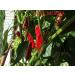 Pepper seeds 10 different varieties -- 100 seeds - Buy Online on GoSupps.com