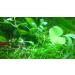 Exclusive Product - 50 Live Aquarium Plants Collection of Aquatic Plants for Your Fish Tank - Buy Online on GoSupps.com