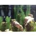 Begondis Artificial Aquarium Plants - Silk Green Aquatic Decor Safe for Fish & Pets (18cm) - International Shipping Available - Buy Online on GoSupps.com