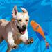 Nerf Dog Trackshot Arrowhead Launcher with Interactive Design Great for Fetch Launches up to 75 ft Single Unit Blue/Orange - Buy Online on GoSupps.com