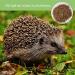 Blumixx Jan-Pet Premium Dried Mealworms 5 kg - All Year Round Bird & Wildlife Feed Hedgehog Squirrel Hamster Fish Food - Buy Online on GoSupps.com