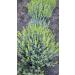 Bulgarian Mountain Tea Mursal tea Sideritis 25g / 0.88oz - Buy Online on GoSupps.com