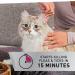 NEXTSTAR Flea & Tick Topical Treatment for Cats 3.5 lbs+, Fast-Acting, 3-Month Supply - Buy Online on GoSupps.com