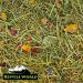 Reptile World Tortoise Edible Bedding | Readi Grass Flowers & Leaves Botanical Bedding Food (100g) 100 g (Pack of 1) - Buy Online on GoSupps.com