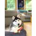 Buy Nylabone Dura Chew Beef Jerky for Heavy Chewing Dogs - Large Multi-Colored Chew Bone for Dogs up to 23 kg | International Shipping Available - Buy Online on GoSupps.com