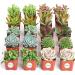 Shop Succulents | Assorted Collection of 20 Live Mini Succulent Plants | Hand Selected Variety Pack - B Standard Box - Buy Online on GoSupps.com