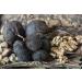 Buy Indigo Herbs Black Walnut Shells 50g - Chunks & Powder for Natural Wellness | International Shipping - Buy Online on GoSupps.com