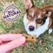 Old Mother Hubbard Classic P-Nuttier Peanut Butter Dog Treats - Small Dog Mini Training Treats 6lb - Natural & Healthy Crunchy Treats - Buy Online on GoSupps.com
