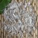 Home Decoration 8-18mm Natural Clear Crystal White Quartz Cluster Point Pillar Wand Specimen Minerals Stones Home Goods ZJGIDTEM 8-18mm 100g - Buy Online on GoSupps.com