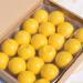 Sample pots 20 Pieces cosmetic pots Empty cosmetic containers with Lid for Creams Sample Make-up Storage (50ml) (yellow) - Buy Online on GoSupps.com