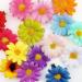 15Pcs Multi-Colored 1.5 Daisy Flower Hair Clips for Women & Girls - Wedding & Beach Hair Accessories - DIY Project Mix Colors - Buy Online on GoSupps.com