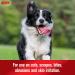 Sulfodene Dog Wound Care Ointment - Pain Relief & Infection Prevention for Cuts, Scrapes, Bites - 2 oz - Buy Online on GoSupps.com