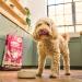 Lily's Kitchen Made with Natural Ingredients Adult Dry Dog Food Salmon & Venison Grain Free Recipe 12kg - Buy Online on GoSupps.com