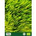 Biojoy Barley grass powder ORGANIC (1kg) No additives Dehydrate - Buy Online on GoSupps.com