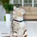 Collardirect Leather Cat Safety Collar with Elastic Belt & Bell | Adjustable 15-18 cm | Available in Black Blue Red Orange Green Pink - International Shipping - Buy Online on GoSupps.com