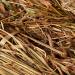 Trixie Grass Bed for Rabbits 33 x 26 x 12 cm - Buy Online on GoSupps.com