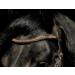 Havanna Bridle Brown Glitter Nose & Browband | Tysons VB WB XF XXF Coldblood | Very Large X-Full - Buy Online on GoSupps.com