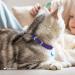 Collardirect Leather Cat Neck Band - Safety Collar with Elastic Belt & Bell | Adjustable 15-18 cm in Black Blue Red Orange Green Pink & Purple - Buy Online on GoSupps.com