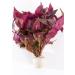 PondPlantsUK 2 x Live Plants for aquascaping mosses Fern Tropical Aquatic Plants in Ceramic Weights (Althernanthera Cardinalis) - Buy Online on GoSupps.com