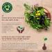 Live Plant Pea Protein Powder | Vegan Natural Protein Blend for Weight Loss | Probiotic Chocolate Meal Replacement - Buy Online on GoSupps.com