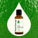 Plant Therapy Lime Steam Distilled Essential Oil 30 mL (1 oz) 100% Pure Undiluted Fresh Scent Mood Boosting Immune Support Lime Steam Distilled 1 Fl Oz (Pack of 1) - Buy Online on GoSupps.com