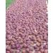 Organic Umeboshi Plums 6 oz (Pack of 2) | USDA Certified, Gluten Free, Pickled Plum | Includes Free Basil Leaves | Forest Farmstead - Buy Online on GoSupps.com