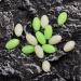 Orootl Glow Beads Fishing Saltwater - 100 Hard Plastic Light Beads | Green & White Oval EI Pearls Bait Fishing Tools - Buy Online on GoSupps.com