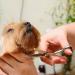 Bizzarre.ly Professional Dog Care Set - Dog Cups Fur Scissors Combs & Grooming Tools for Dogs & Cats - Buy Online on GoSupps.com