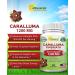 Caralluma Fimbriata 1200mg - 180 Capsules | Natural Weight Loss Diet Pill | Appetite Suppressant & Energy Booster | Max Strength Fat Burn | Plant Root Extract - Buy Online on GoSupps.com