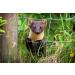 Complete 100m Dog Electric Fence Set - Garden Fencing with 300m Green Pasture Fence Tester & 20 Green Stakes - Ideal for Safe Pet Containment - Buy Online on GoSupps.com