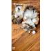 Premium Quality Real Canadian Mint - Dried Catnip Flowers & Leaves (30g) for Cat Toys & Crafts - Buy Online on GoSupps.com