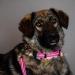 Rubberized Pink Dog Leash without Hand Loop - 100 cm (1m) for Comfortable Walks | International Shipping - Buy Online on GoSupps.com
