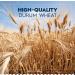 Barilla Pasta Classic Penne Rigate made with durum wheat 500g (Pack of 2) 500 g (Pack of 2) - Buy Online on GoSupps.com