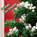 Crafare 24 Pack 7.5Inch Christmas Glitter Berries Stems - White | Artificial Christmas Picks for Tree Ornaments, Wreath Crafts, Holiday Decor - Buy Online on GoSupps.com