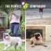 Hyper Pet Tennis Balls for Dogs - Interactive Dog Toys for Large, Medium, and Small Dogs - 4 Pack (Pink, Mini 1.75) - Buy Online on GoSupps.com