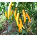 Chili Set: 20 Unique Varieties of Hot & Spicy Pepper Seeds - Worldwide Shipping - Buy Online on GoSupps.com